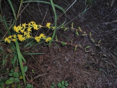 Solidago decurrens
