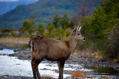 Hippocamelus bisulcus