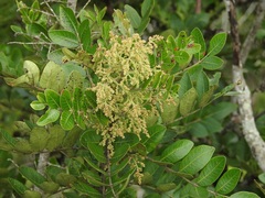 Rhus schiedeana