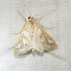 Diastictis robustior