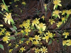 Solidago decurrens