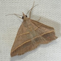 Hemeroplanis parallela