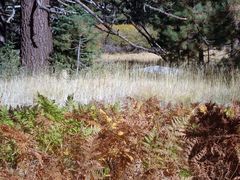 Thinopyrum intermedium intermedium