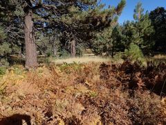 Thinopyrum intermedium intermedium