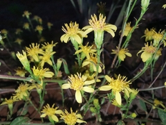 Solidago decurrens