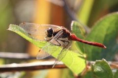 Sympetrum pallipes