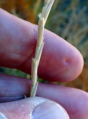 Thinopyrum intermedium intermedium