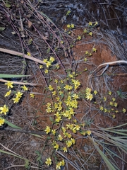 Solidago decurrens