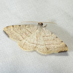 Taeniogramma octolineata