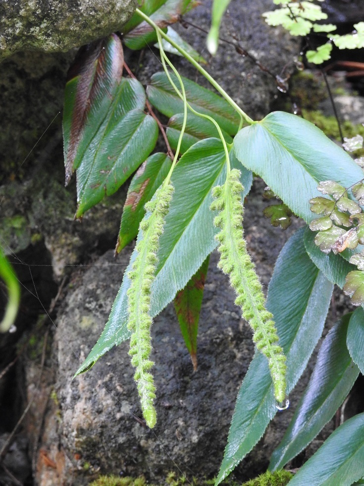 Anemia speciosa (Anemia speciosa)