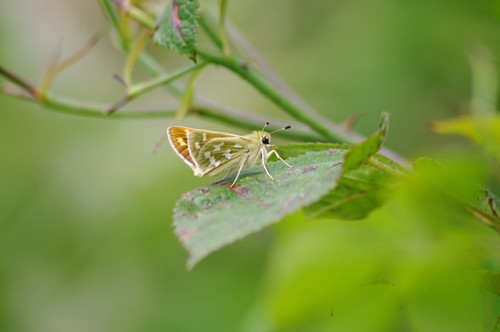 Juba Skipper photo 6
