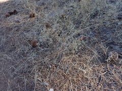 Lupinus hyacinthinus