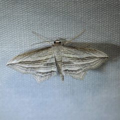 Arcobara multilineata