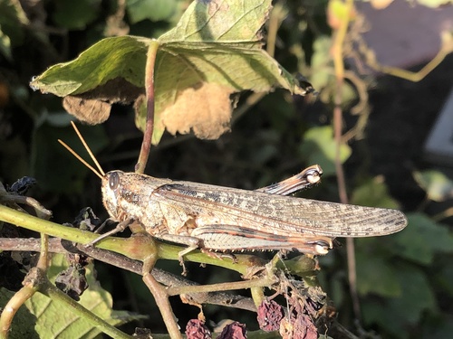Gray Bird Grasshopper, photo 4 of 10