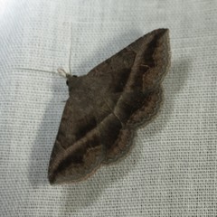 Lesmone griseipennis