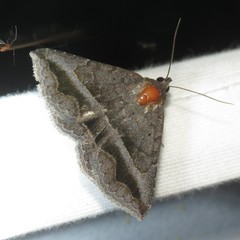 Lesmone griseipennis