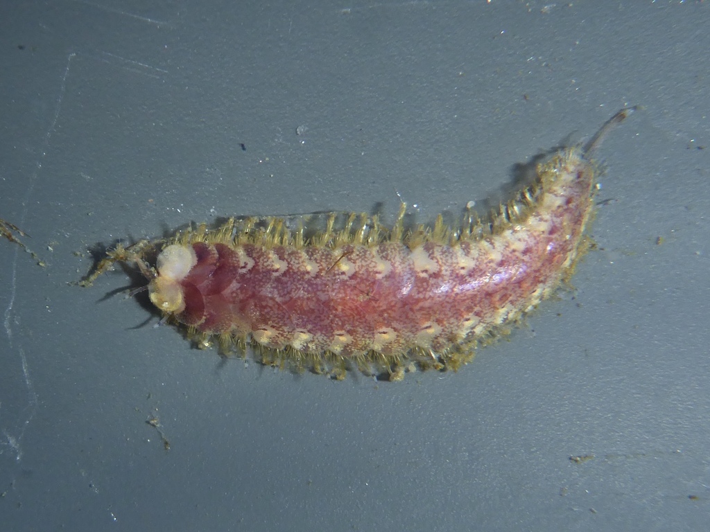 common fifteen-scaled worm