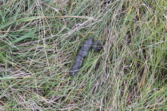 Canis latrans lestes