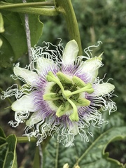 Passiflora edulis