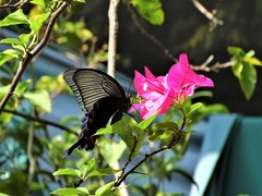 Papilio dialis