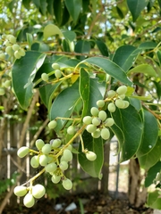 Ligustrum lucidum