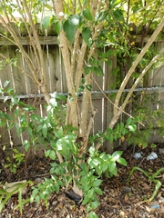 Ligustrum lucidum
