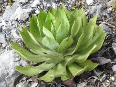 Agave chiapensis