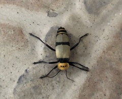 Chauliognathus nigrocinctus