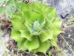 Agave congesta