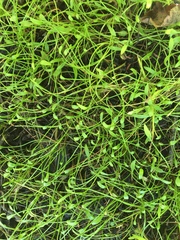 Ranunculus flammula filiformis