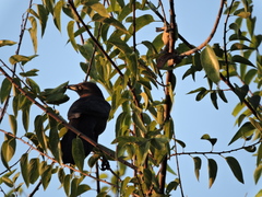 Quiscalus mexicanus