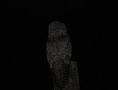 Nyctibius griseus