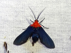 Psoloptera