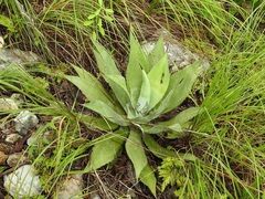 Agave hiemiflora