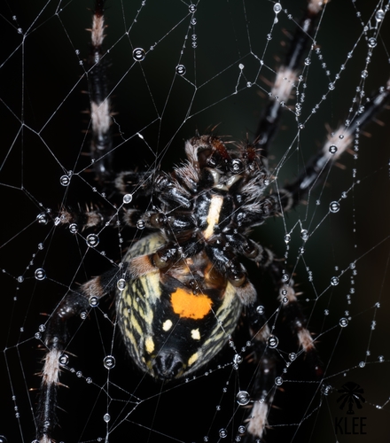 Araneus variegatus