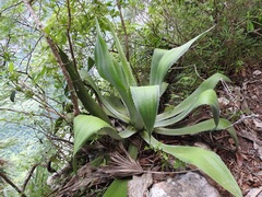 Agave kewensis