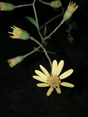 Senecio scandens