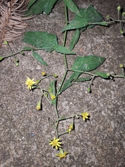 Senecio scandens