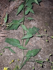 Senecio scandens