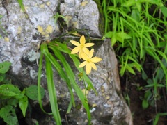 Echeandia breedlovei