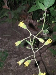 Senecio scandens