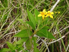 Electranthera mutica