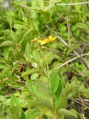 Electranthera mutica