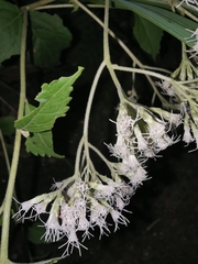 Eupatorium chinense