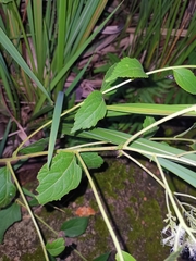 Eupatorium chinense