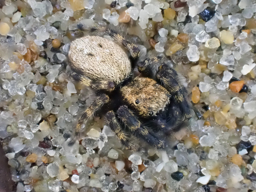 Intertidal Jumping Spider