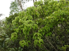 Pittocaulon velatum