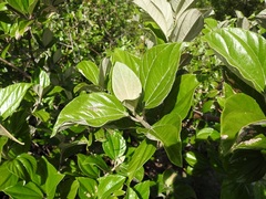 Sinclairia discolor