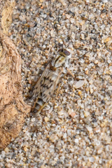 Thereva niveipennis