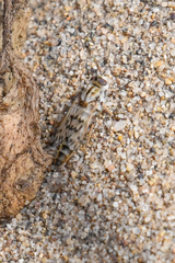 Thereva niveipennis